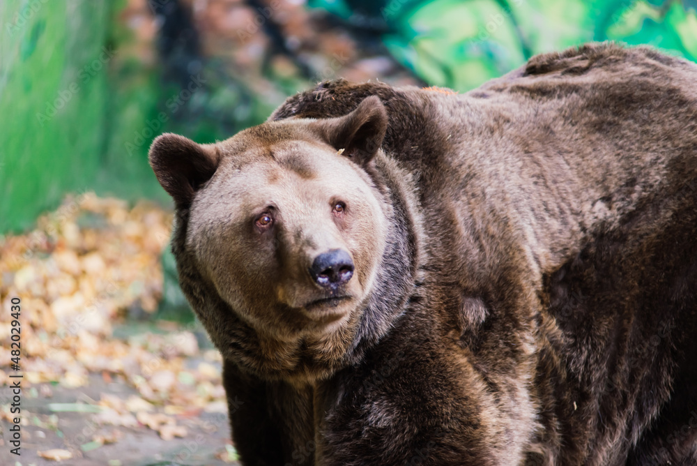 Canadian big brown bear moving in the park forest Canadian big brown bear moving in the park forest