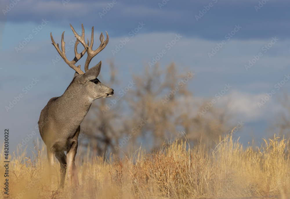 Fototapeta premium Mule Deer Buck During the rut in Fall in Colorado