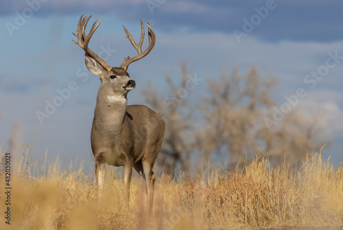 Mule Deer Buck During the rut in Fall in Colorado