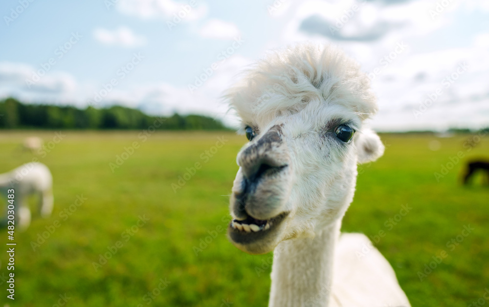 Portrait of white alpaca in a summer meadow.