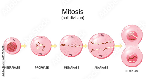 Mitosis. Cell division cycle photo