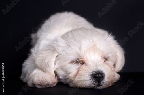 Very cute maltese terrier p...