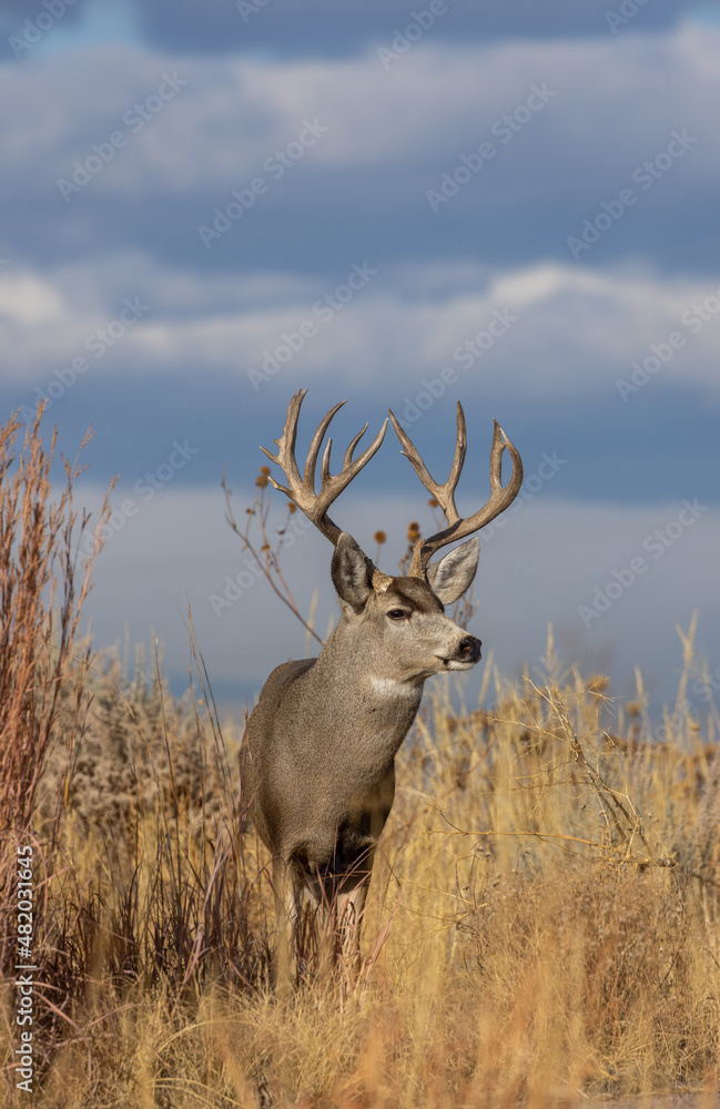 Fototapeta premium Mule Deer Buck During the rut in Fall in Colorado