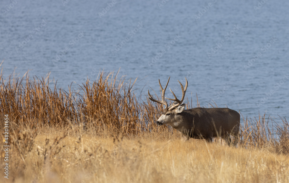Fototapeta premium Mule Deer Buck During the rut in Fall in Colorado