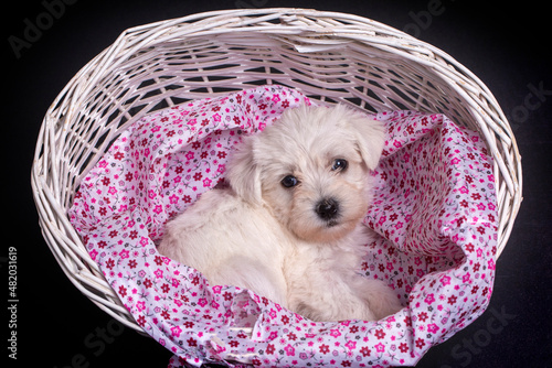 Very cute maltese terrier p...