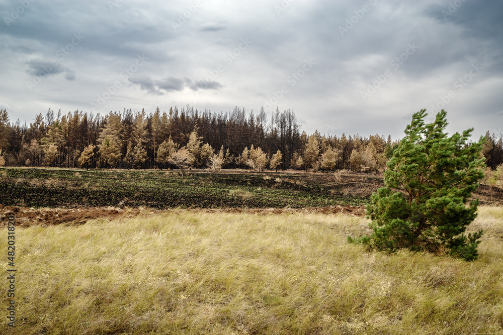 Plowed edge of a burnt forest. Orenburg region, Russia