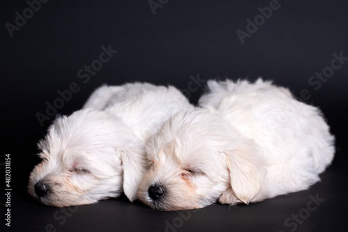 Very cute maltese terrier p...