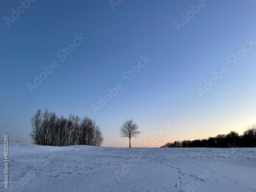Arbre en hiver dans un champs en Allemagne