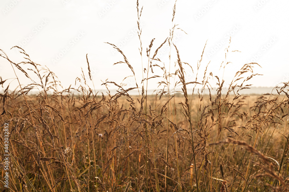 Fototapeta premium autumn natural landscape of golden brown dry withered pampas wheat grass straw in the background light of the white sky against the horizon of the field. morning russian dawn in meadow on nature