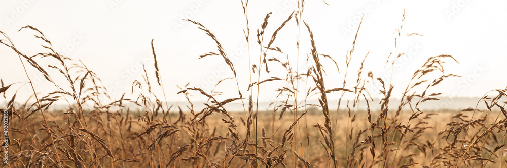autumn natural landscape of golden brown dry withered pampas wheat grass straw in the background light of the white sky against the horizon of the field. morning russian dawn in meadow on nature