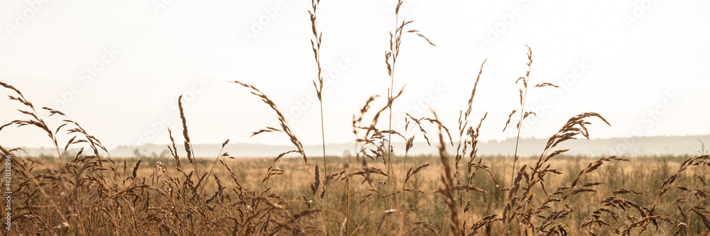autumn natural landscape of golden brown dry withered pampas wheat grass straw in the background light of white sky against the horizon of the field. morning russian dawn in meadow on nature. banner autumn natural landscape of golden brown dry withered pampas wheat grass straw in the background light of white sky against the horizon of the field. morning russian dawn in meadow on nature. banner