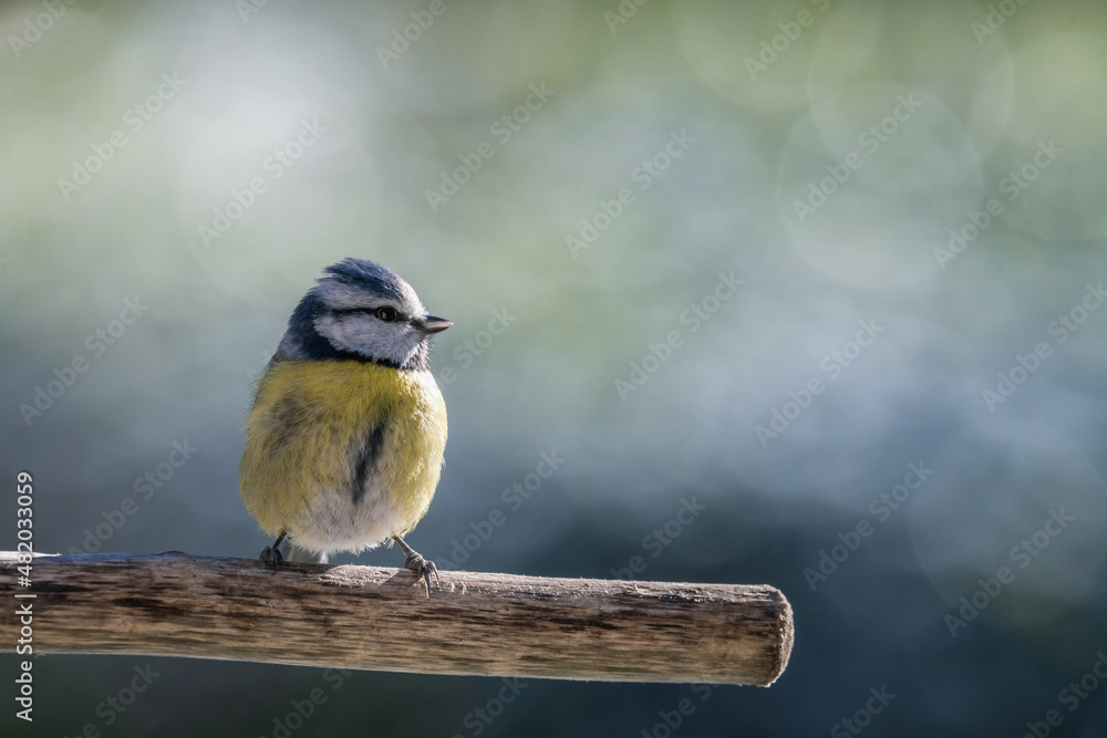 Obraz premium blue tit on a branch in the garden