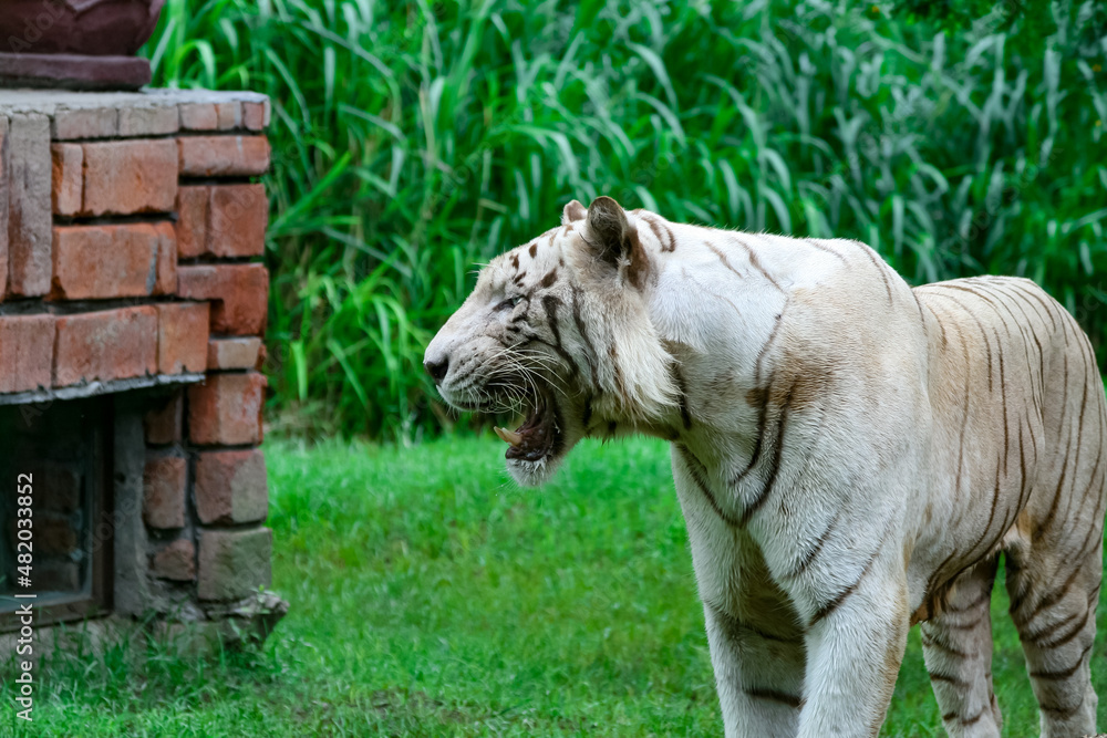 A white tiger with an open mouth on a jungle background A white tiger with an open mouth on a jungle background
