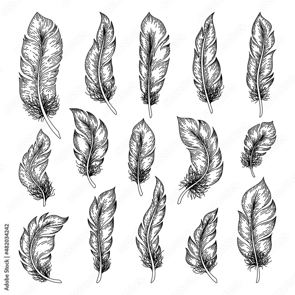 Feathers sketch. Hand drawn bird feather drawing, ink vintage artwork, outline retro decorative elements. Vector isolated set Feathers sketch. Hand drawn bird feather drawing, ink vintage artwork, outline retro decorative elements. Vector isolated set