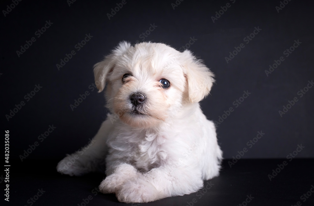 Very cute maltese terrier puppy dog Very cute maltese terrier puppy dog