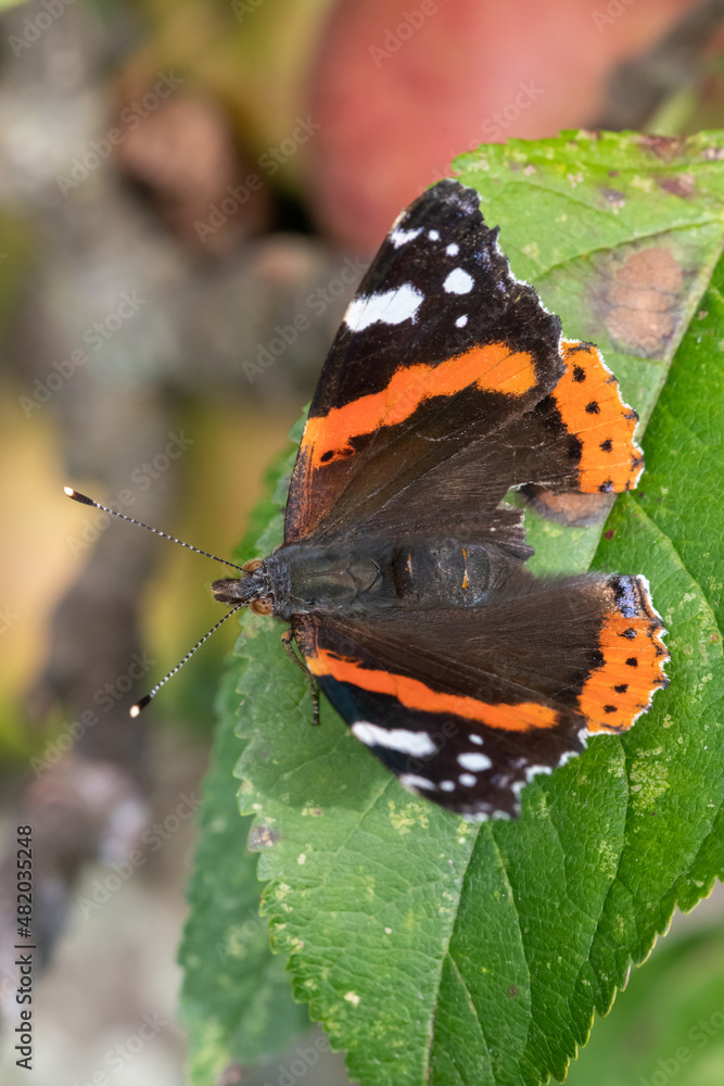 Obraz premium Macro shot of a red admiral (vanessa atalanta) butterfly on a leaf