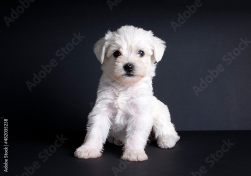 Very cute maltese terrier puppy dog
