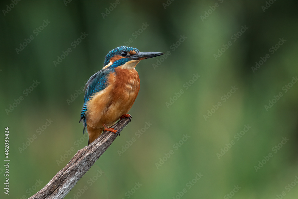 A portrait of a kingfisher perched on a wooden branch with a plain out of focus background