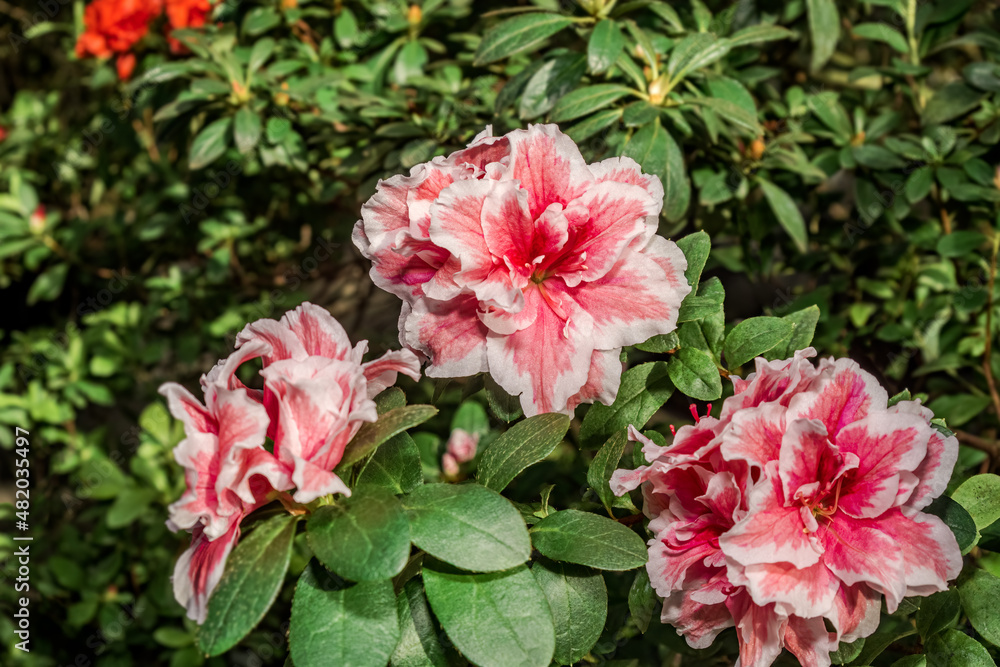 Indian Azalea (Rhododendron simsii) in greenhouse Indian Azalea (Rhododendron simsii) in greenhouse