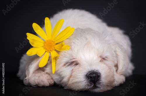 Very cute maltese terrier p...
