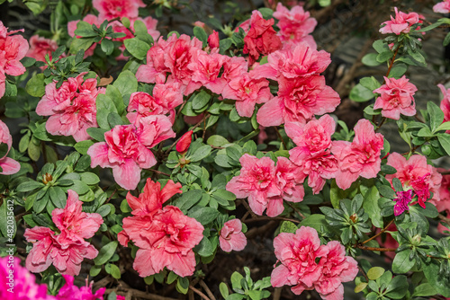 Indian Azalea  Rhododendron simsii  in greenhouse