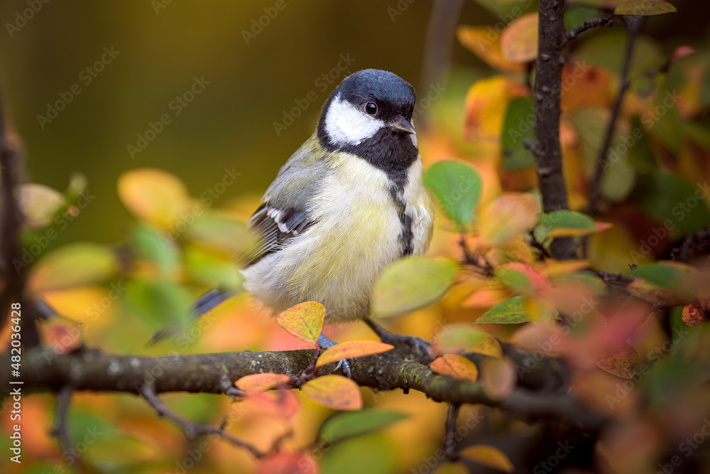 Fototapeta premium Great Tit