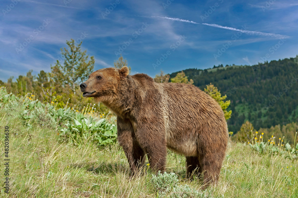 Fototapeta premium Male grizzly bear portrait