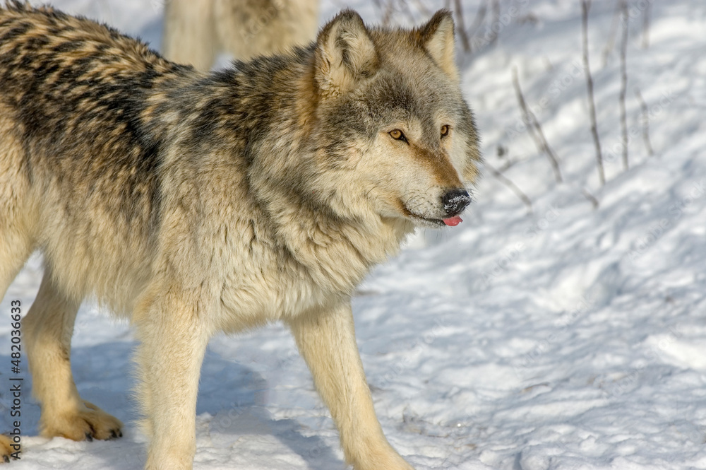 Obraz premium Gray wolf on snow