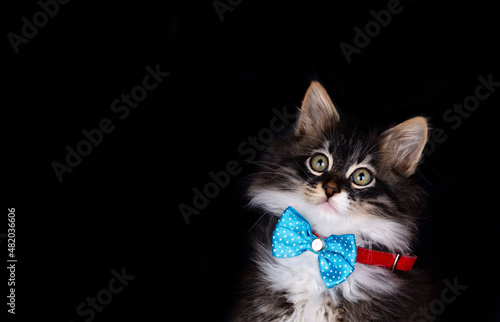 Longhaired kitten norwegian...