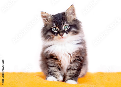 Longhaired kitten norwegian...