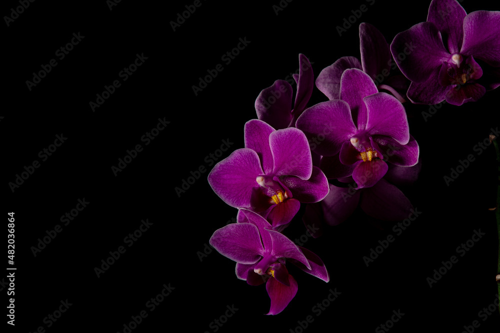 Purple orchid closeup on black background Purple orchid closeup on black background