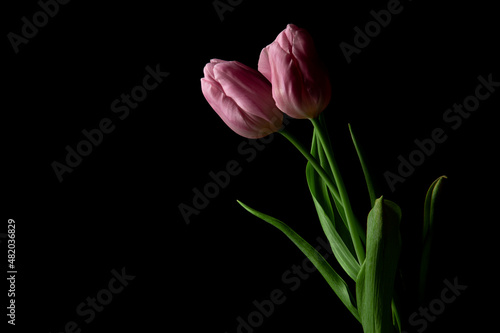 Beautiful pink tulip closeup on black background #482036829