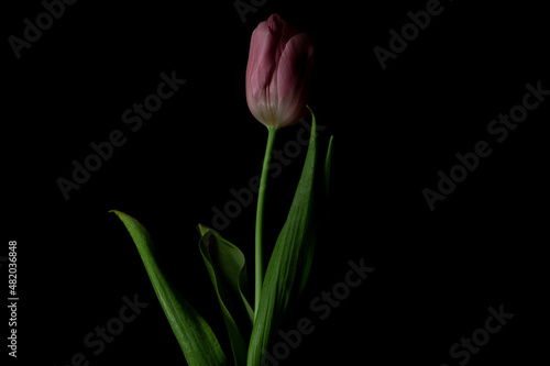 Beautiful pink tulip closeup on black background