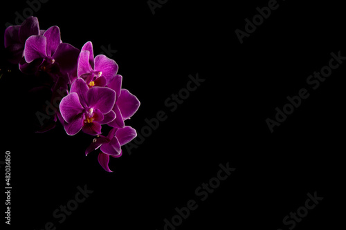 Purple orchid closeup on black background