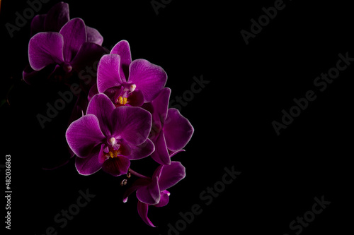 Purple orchid closeup on black background