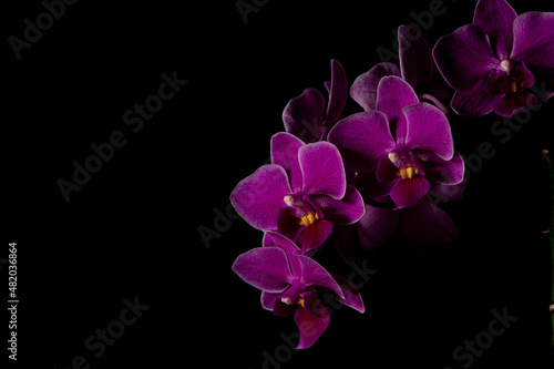 Purple orchid closeup on black background