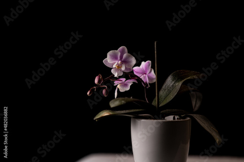 Beautiful pink orchid flower in ceramic pot on black background