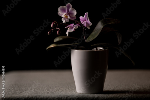 Beautiful pink orchid flower in ceramic pot on black background