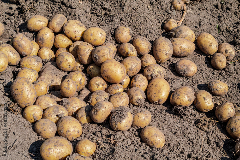 Potato (Solanum tuberosum) in vegetable garden Potato (Solanum tuberosum) in vegetable garden
