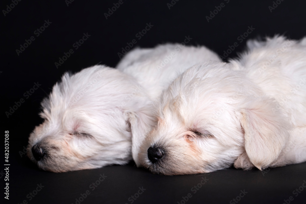 Very cute maltese terrier puppy dog Very cute maltese terrier puppy dog