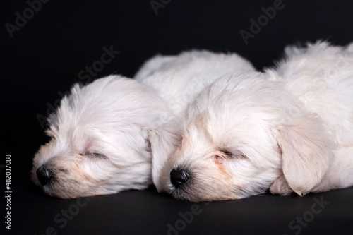 Very cute maltese terrier p...