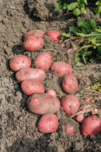 Potato (Solanum tuberosum) in vegetable garden
