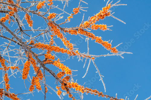 Common Sea Buckthorn (Hippophae rhamnoides) in orchard