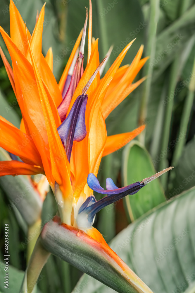 Obraz premium Bird of Paradise (Strelitzia reginae) in greenhouse