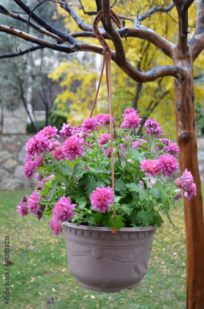 pink flowers in a flowerpot