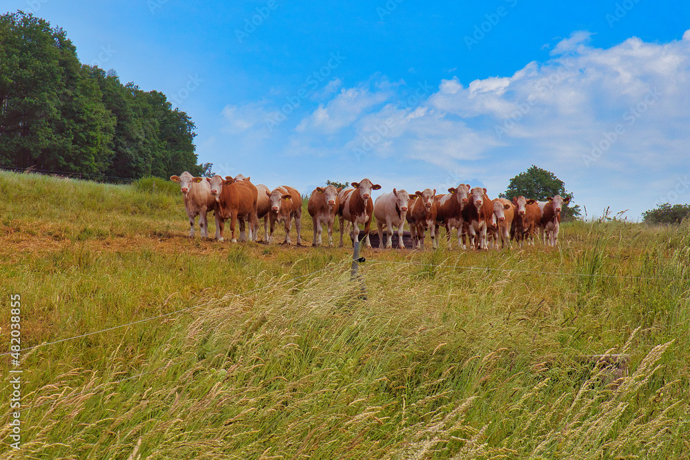Kuh, Herde, Weide, Thüringen, Sommer
