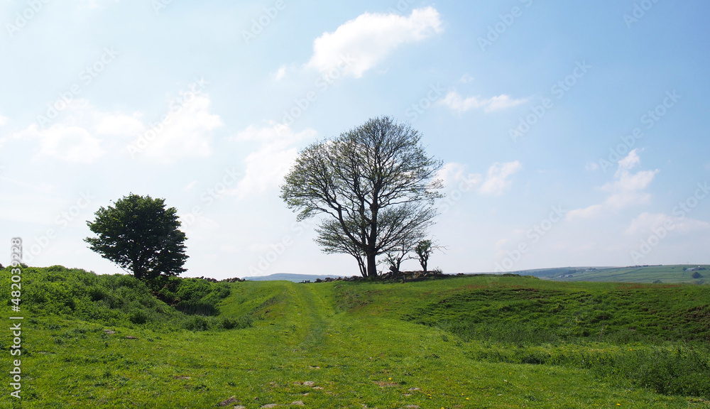 Obraz premium spring trees in a high grass covered meadow looking over the calder valley and midgley moor in west yorkshire
