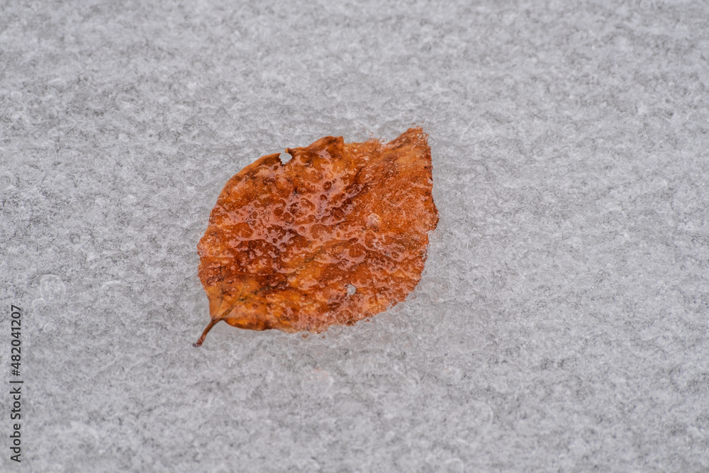 Ein gefrorenes rotes Laubblatt eingefroren in die Eisfläche des Sees leuchtet intensiv. Ein gefrorenes rotes Laubblatt eingefroren in die Eisfläche des Sees leuchtet intensiv.
