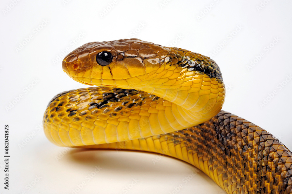 Fototapeta premium Yellow-bellied puffing snake // Gelbkehl-Zischnatter, Gelbhals-Baumschlange (Pseustes sulphureus)