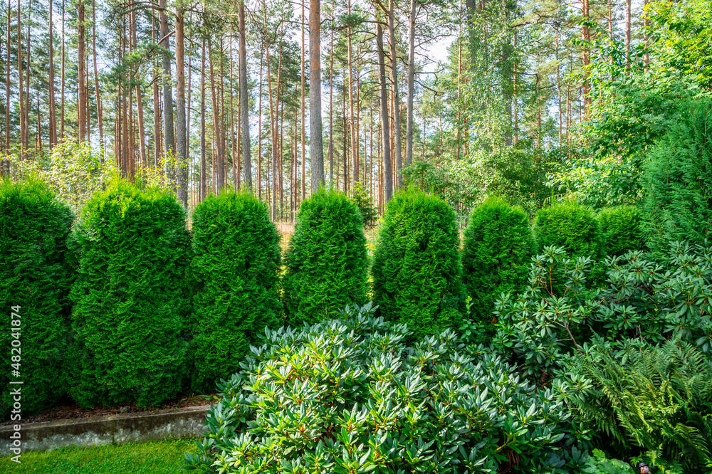 Obraz premium plants in a garden